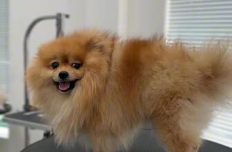 [🆕🇻🇳] Oliu Pet – Cửa Hàng Chăm Sóc Thú Cưng Mỹ Tho 🐶🦜 Top1Pets 🐱🐠 2 tiếng buyến hình ,Pom rất hài lòng  , shares-0✔️ , likes-2❤️️ , date-2025-12-07 01:09:10🐶🐱🇻🇳🇻🇳🇻🇳📰🆕