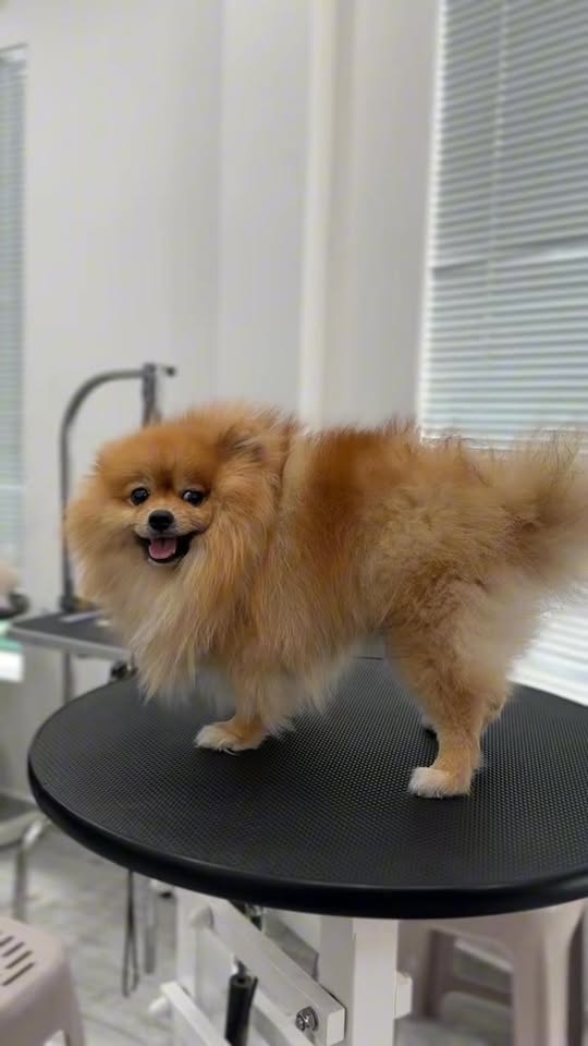 [🆕🇻🇳] Oliu Pet – Cửa Hàng Chăm Sóc Thú Cưng Mỹ Tho 🐶🦜 Top1Pets 🐱🐠 2 tiếng buyến hình ,Pom rất hài lòng  , shares-0✔️ , likes-2❤️️ , date-2025-12-07 01:09:10🐶🐱🇻🇳🇻🇳🇻🇳📰🆕