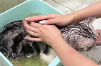 [🆕🇻🇳] Nhà Mèo của Dứa 🐶🦜 Top1Pets 🐱🐠 Bảo sướng như mèo mà không ai tin  , shares-0✔️ , likes-27❤️️ , date-2025-12-11 03:36:34🐶🐱🇻🇳🇻🇳🇻🇳📰🆕