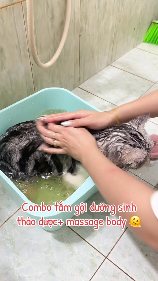 [🆕🇻🇳] Nhà Mèo của Dứa 🐶🦜 Top1Pets 🐱🐠 Bảo sướng như mèo mà không ai tin  , shares-0✔️ , likes-27❤️️ , date-2025-12-11 03:36:34🐶🐱🇻🇳🇻🇳🇻🇳📰🆕