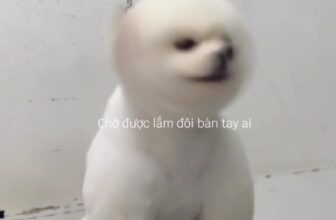 [🆕🇻🇳] Bệnh viện thú y Kinh Bắc Từ Sơn 🐶🦜 Top1Pets 🐱🐠  Giáng Sinh lung linh – Boss xinh hết cỡ
Đưa bé đi cắt lông, thơm tho đón Noel nào bame
Liên hệ đặt lịch
— Bệnh viện thú y Kinh Bắc —
TP Từ Sơn: S17  , shares-0✔️ , likes-3❤️️ , date-2025-12-05 22:56:02🐶🐱🇻🇳🇻🇳🇻🇳📰🆕