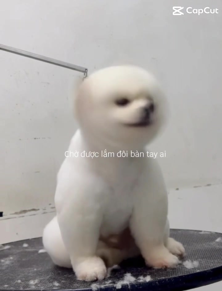 [🆕🇻🇳] Bệnh viện thú y Kinh Bắc Từ Sơn 🐶🦜 Top1Pets 🐱🐠  Giáng Sinh lung linh – Boss xinh hết cỡ
Đưa bé đi cắt lông, thơm tho đón Noel nào bame
Liên hệ đặt lịch
— Bệnh viện thú y Kinh Bắc —
TP Từ Sơn: S17  , shares-0✔️ , likes-3❤️️ , date-2025-12-05 22:56:02🐶🐱🇻🇳🇻🇳🇻🇳📰🆕