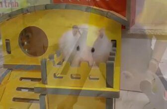 [🆕🇻🇳] Hamster Kingdom Thủ Đức 🐶🦜 Top1Pets 🐱🐠  Tiếp tục chuyên mục làm nhà cho các Nhỏ Hamster Báo nha
————————————-
Ủng hộ Hamster KingDom
Mở cửa: 8h30 – 21h00
𝐇𝐚𝐦𝐬𝐭𝐞𝐫 𝐊𝐢𝐧𝐠𝐝𝐨𝐦  , shares-0✔️ , likes-0❤️️ , date-2025-12-09 18:53:45🐶🐱🇻🇳🇻🇳🇻🇳📰🆕