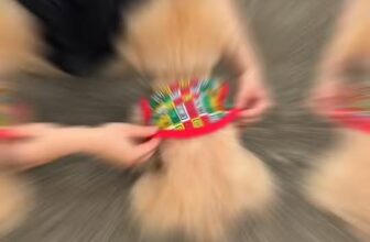 [🆕🇻🇳] HIHA PETS SHOP – Quần Áo Thú Cưng 🐶🦜 Top1Pets 🐱🐠  Áo Thun Mặt Tết 2026  , shares-0✔️ , likes-3❤️️ , date-2025-12-12 06:13:02🐶🐱🇻🇳🇻🇳🇻🇳📰🆕