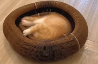 [🆕🇻🇳] Pi Sà Pet Shop – cửa hàng đồ thú cưng cao cấp, chuyên cung cấp thức ăn, phụ kiện, đồ dùng chó mèo 🐶🦜 Top1Pets 🐱🐠 Món đồ chơi Boss nào cũng mê tít
#reelsviral #viral #meow #cat #pet #funny #reel #xuhuong #viralreels #bancaomong #dochoichomeo , shares-0✔️ , likes-0❤️️ , date-2025-12-12 01:22:49🐶🐱🇻🇳🇻🇳🇻🇳📰🆕