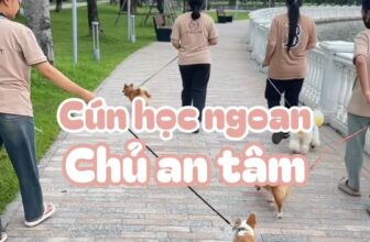 [🆕🇻🇳] CUDDLE PET – 𝐒𝐏𝐀 & 𝐇𝐎𝐓𝐄𝐋 🐶🦜 Top1Pets 🐱🐠 Cún học ngoan – chủ yên tâmNhiều sen rất thương cún của mình, dù đôi khi các bé hơi “phá” – sủa ầm ĩ, cắn đồ, không chịu nghe lời…
Nhưng lại e ngại việc , shares-0✔️ , likes-3❤️️ , date-2025-12-06 04:15:01🐶🐱🇻🇳🇻🇳🇻🇳📰🆕