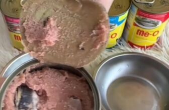 [🆕🇻🇳] PetXinh.net – Nhím kiểng, Hamster, Thỏ, Sóc 🐶🦜 Top1Pets 🐱🐠 cùng petxinh.net cho các mèo mẹ tẩm bổ nào.
#cutepets #mèo #PetShop #kitten #PetXinh #trend #quàtặng #pet #xuhuong #minigame , shares-0✔️ , likes-2❤️️ , date-2025-12-09 02:00:24🐶🐱🇻🇳🇻🇳🇻🇳📰🆕