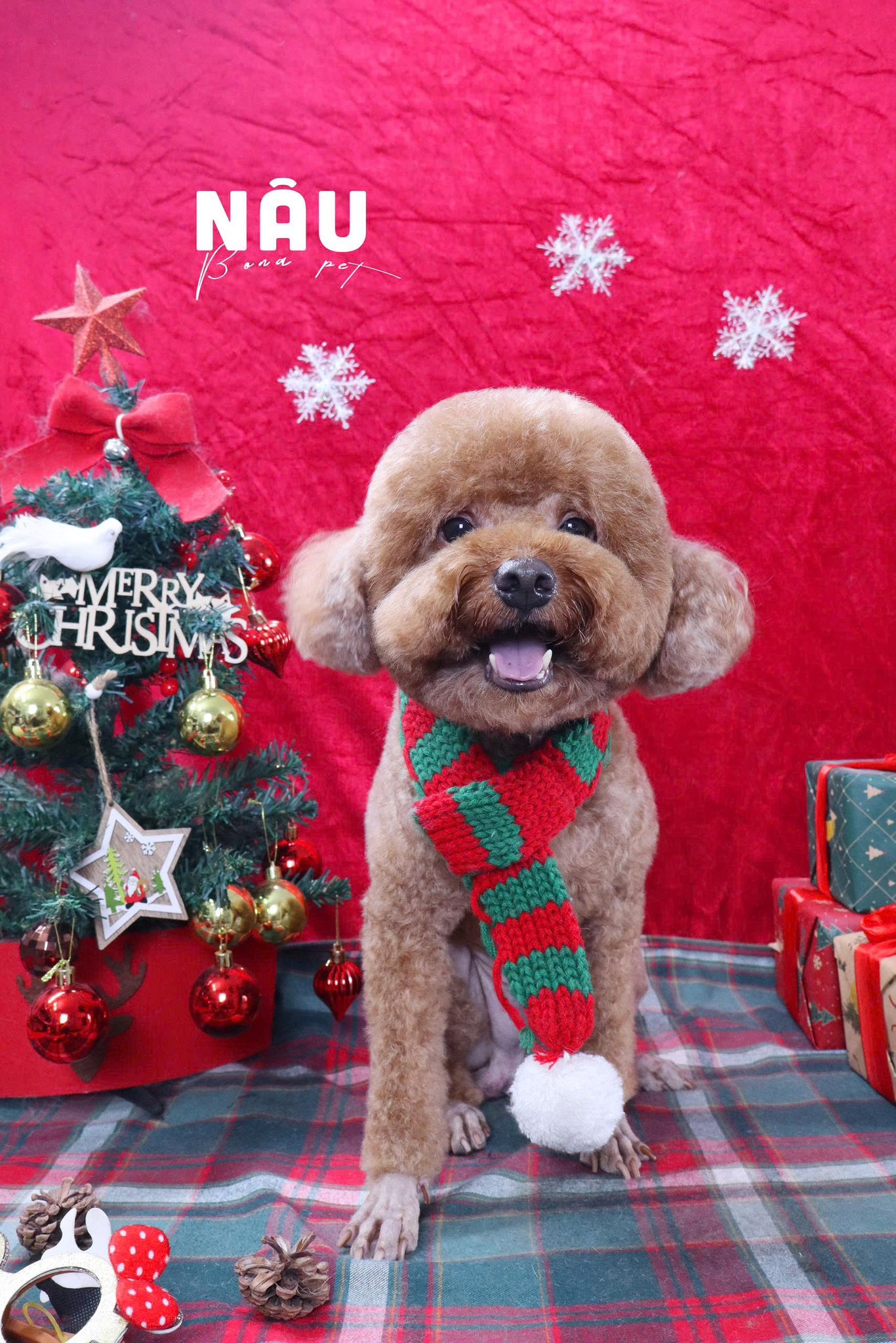 [🆕🇻🇳] BONA PET – Spa thú cưng 🐶🦜 Top1Pets 🐱🐠 Bé Nâu dễ thương
, shares-0✔️ , likes-1❤️️ , date-2025-12-09 04:09:14🐶🐱🇻🇳🇻🇳🇻🇳📰🆕