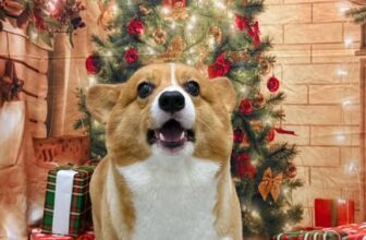 [🆕🇻🇳] Kim Spa & Pet Shop 🐶🦜 Top1Pets 🐱🐠 Ôi thôi chếch!!! Cíu sốp với mn ơi  , shares-0✔️ , likes-8❤️️ , date-2025-12-12 20:47:09🐶🐱🇻🇳🇻🇳🇻🇳📰🆕