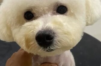 [🆕🇻🇳] An An PetStore 🐶🦜 Top1Pets 🐱🐠  , shares-0✔️ , likes-0❤️️ , date-2025-12-08 21:06:50🐶🐱🇻🇳🇻🇳🇻🇳📰🆕