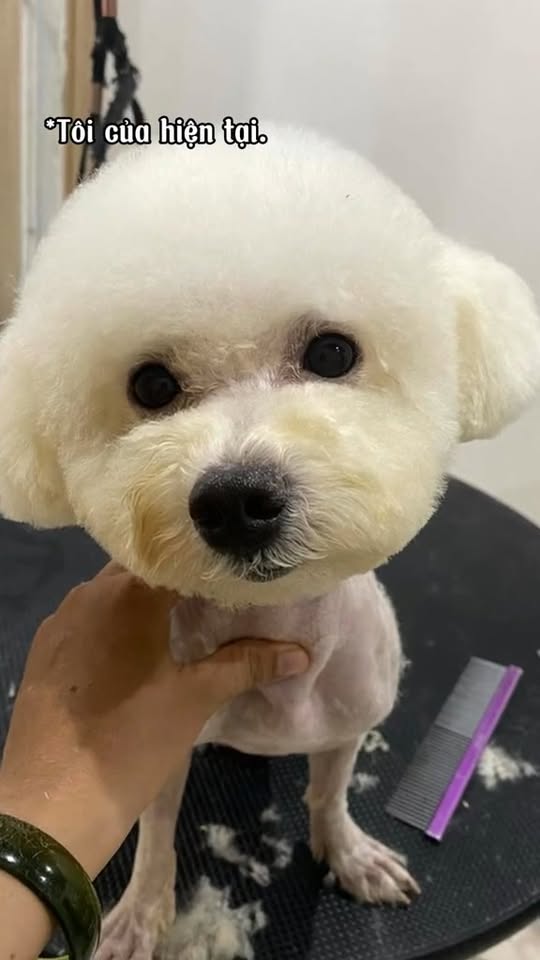 [🆕🇻🇳] An An PetStore 🐶🦜 Top1Pets 🐱🐠  , shares-0✔️ , likes-0❤️️ , date-2025-12-08 21:06:50🐶🐱🇻🇳🇻🇳🇻🇳📰🆕