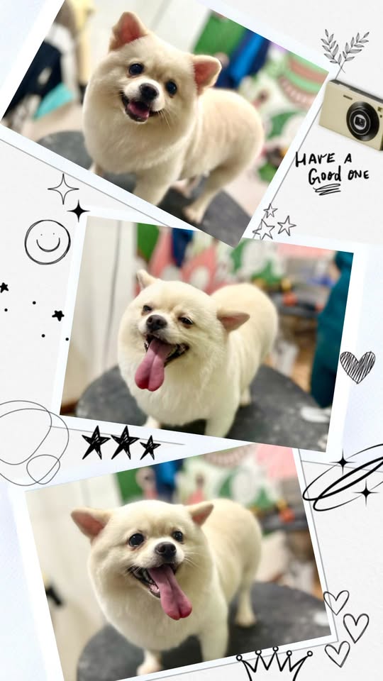 [🆕🇻🇳] Ginnie Pet shop 🐶🦜 Top1Pets 🐱🐠  CHẤN ĐỘNG – CHẤN ĐỘNG TẠI GINNIE SPA
HAPPY HOURS – KHUNG GIỜ VÀNG 10H–12HCác boss ơi, đến Ginnie làm đẹp liền tay – “săn” ưu đãi cực hời nèeeGIẢM  , shares-0✔️ , likes-3❤️️ , date-2025-11-29 21:54:37🐶🐱🇻🇳🇻🇳🇻🇳📰🆕