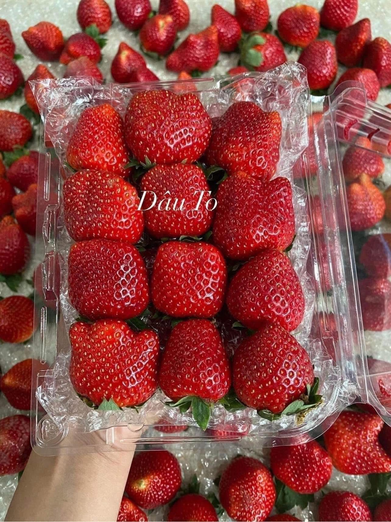 [🆕🇻🇳] Nông Sản Bảo Lâm HCM – Chợ nông sản 🍔 Top1Food  🍜 ĐÃ CÓ SIZE TO
DÂU TÂY HANA MỘC CHÂU TẠI SÀI GÒN 

Dâu e bay vào mỗi ngày khách nhà em thèm cứ nhớ đến em nha

Mai vườn đã có chia size theo đầu mùa thôi nh , shares-0✔️ , likes-8❤️️ , date-2025-12-07 16:36:09🇻🇳🇻🇳🇻🇳📰🆕