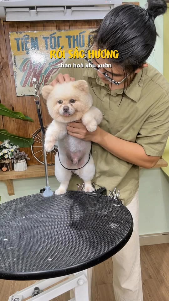 [🆕🇻🇳] MÁ SEN – Tiệm Tóc Thú Cưng 🐶🦜 Top1Pets 🐱🐠 Hu00e3y u201cNuu00f4i Emu201d trong khu1ea3 nu0103ng cu1ee7a mu00ecnhud83eudd79ud83eudd79nnCu00f3 ngu01b0u1eddi chuyu1ec3n khou1ea3n vu , shares-0✔️ , likes-12❤️️ , date-2025-12-09 17:26:35🐶🐱🇻🇳🇻🇳🇻🇳📰🆕