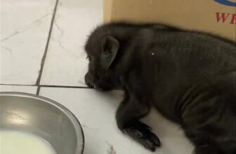 [🆕🇻🇳] PKC Pet Center – Phòng khám thú y PKC Pet Center thuộc Trung tâm dịch vụ thú cưng PKC Pet Center 🐶🦜 Top1Pets 🐱🐠  PKC lại “đú trend có em bé mới” nèeee!
Bé heo 10 ngày tuổi, nhỏ cực nhỏ, bị các anh giành sữa nên còi gấp 3–4 lần
Hiện tại menu chỉ có:  uống sữa full-ti , shares-0✔️ , likes-12❤️️ , date-2025-12-09 21:55:22🐶🐱🇻🇳🇻🇳🇻🇳📰🆕