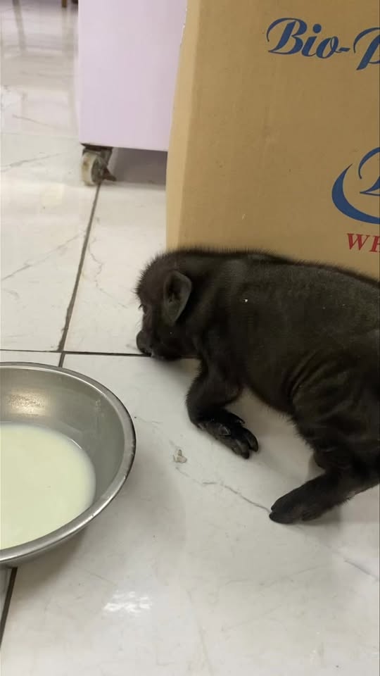 [🆕🇻🇳] PKC Pet Center – Phòng khám thú y PKC Pet Center thuộc Trung tâm dịch vụ thú cưng PKC Pet Center 🐶🦜 Top1Pets 🐱🐠  PKC lại “đú trend có em bé mới” nèeee!
Bé heo 10 ngày tuổi, nhỏ cực nhỏ, bị các anh giành sữa nên còi gấp 3–4 lần
Hiện tại menu chỉ có:  uống sữa full-ti , shares-0✔️ , likes-12❤️️ , date-2025-12-09 21:55:22🐶🐱🇻🇳🇻🇳🇻🇳📰🆕