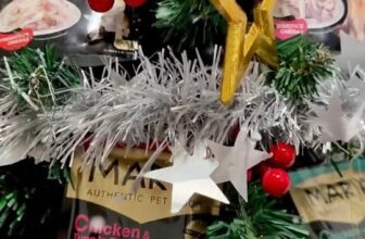 [🆕🇻🇳] BMPet – Premium Choice For Pet 🐶🦜 Top1Pets 🐱🐠 Cách trang trí giáng sinh “được lòng Sen, vừa miệng Boss ”
Maria Wet Food – Sành điệu chuẩn Thái, Boss Việt mê tít!Không phải tự nhiên Maria Wet Food t , shares-0✔️ , likes-48❤️️ , date-2025-12-10 01:37:08🐶🐱🇻🇳🇻🇳🇻🇳📰🆕