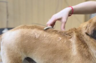 [🆕🇻🇳] Việt Spa Tiệm Làm Đẹp Thú Cưng 🐶🦜 Top1Pets 🐱🐠 Chó tây hay chó ta gì cũng là thú cưng hết màa#ViệtSpaTiệmLàmĐẹpThúCưng
#CắtTỉaChóMèoTâyNinh
#SiêuThịThúCưngTâyNinh , shares-0✔️ , likes-5❤️️ , date-2025-12-11 02:30:47🐶🐱🇻🇳🇻🇳🇻🇳📰🆕