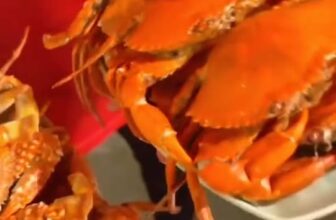 [🆕🇻🇳] Buffet KingHouse Seafood Cần Thơ 🍔 Top1Food  🍜  Chỉ #350_cành ăn cả thế giới siêu ngon, cả nhà tận hưởng các món tươi sống ngọt thịt từ biển cả
Không gian rộng rãi, sang trọng cho những bữa tiệc ấm cún , shares-0✔️ , likes-4❤️️ , date-2025-12-13 19:20:22🇻🇳🇻🇳🇻🇳📰🆕