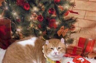 [🆕🇻🇳] Kim Spa & Pet Shop 🐶🦜 Top1Pets 🐱🐠 Không mấy hào hứng nhưng phải giả vờ làm mấy vả cho bả vui  , shares-0✔️ , likes-2❤️️ , date-2025-12-10 19:54:24🐶🐱🇻🇳🇻🇳🇻🇳📰🆕