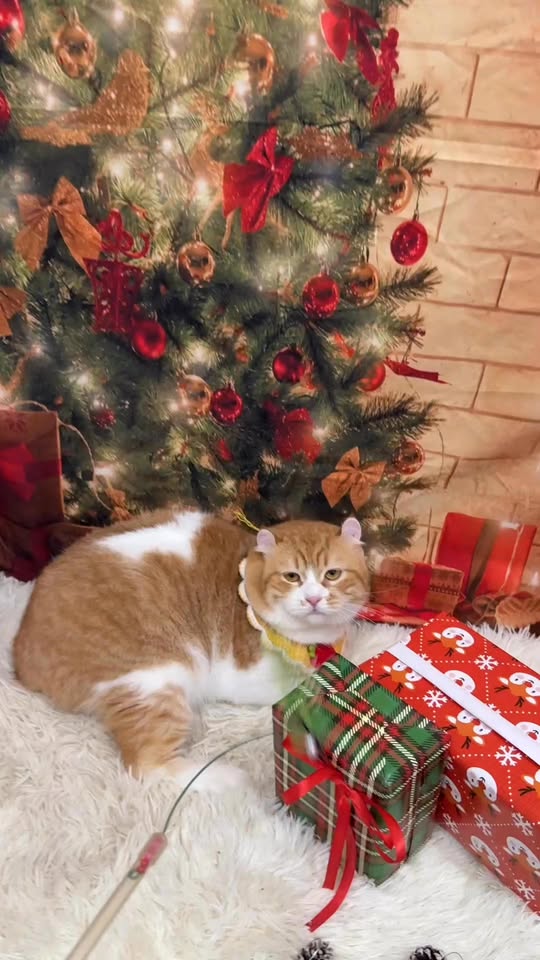 [🆕🇻🇳] Kim Spa & Pet Shop 🐶🦜 Top1Pets 🐱🐠 Không mấy hào hứng nhưng phải giả vờ làm mấy vả cho bả vui  , shares-0✔️ , likes-2❤️️ , date-2025-12-10 19:54:24🐶🐱🇻🇳🇻🇳🇻🇳📰🆕