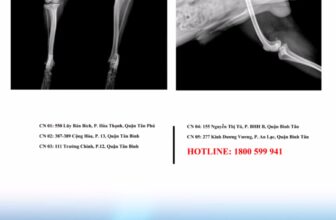 [🆕🇻🇳] Bệnh viện Thú-Y PETPRO 🐶🦜 Top1Pets 🐱🐠  , shares-0✔️ , likes-10❤️️ , date-2025-12-07 03:30:02🐶🐱🇻🇳🇻🇳🇻🇳📰🆕