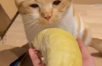 [🆕🇻🇳] PET ME – Sở thú mini giữa lòng Sài Gòn 🐶🦜 Top1Pets 🐱🐠 Team không ăn được sầu riêng giơ tay  #petme #pet #meocat #funnymemes , shares-0✔️ , likes-104❤️️ , date-2025-12-10 14:00:49🐶🐱🇻🇳🇻🇳🇻🇳📰🆕