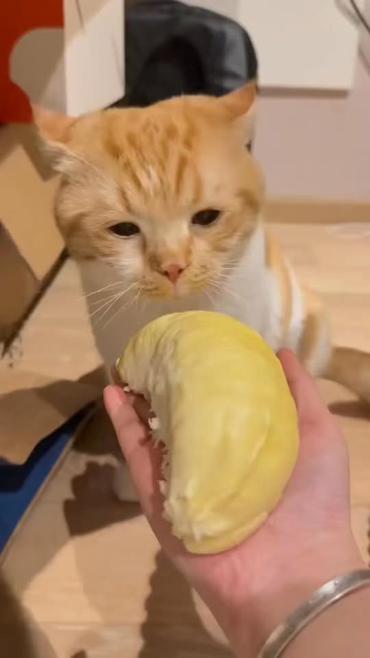 [🆕🇻🇳] PET ME – Sở thú mini giữa lòng Sài Gòn 🐶🦜 Top1Pets 🐱🐠 Team không ăn được sầu riêng giơ tay  #petme #pet #meocat #funnymemes , shares-0✔️ , likes-104❤️️ , date-2025-12-10 14:00:49🐶🐱🇻🇳🇻🇳🇻🇳📰🆕