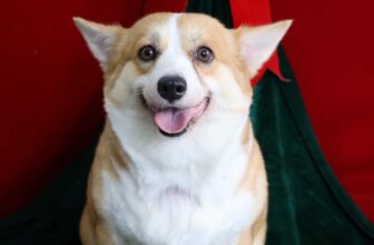 [🆕🇻🇳] PP’s Grooming –  chuyên về các dịch vụ tắm, cắt, tạo kiểu theo yêu cầu 🐶🦜 Top1Pets 🐱🐠 Hôm nay nhà mình đón một em bé đi spa lần đầu. Bé siêu quậy, rụng lông nhiều chỗ nhưng không sao, chú luôn cố gắng làm bé xinh nhất có thể nháBa mẹ có t , shares-6✔️ , likes-147❤️️ , date-2025-12-07 21:46:49🐶🐱🇻🇳🇻🇳🇻🇳📰🆕