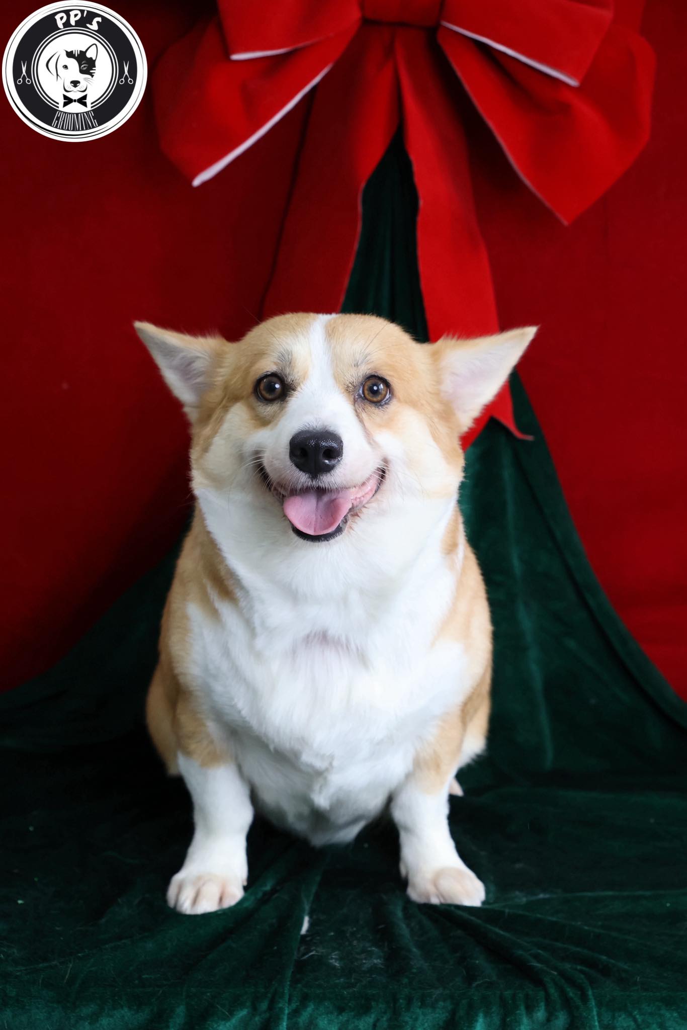 [🆕🇻🇳] PP’s Grooming –  chuyên về các dịch vụ tắm, cắt, tạo kiểu theo yêu cầu 🐶🦜 Top1Pets 🐱🐠 Hôm nay nhà mình đón một em bé đi spa lần đầu. Bé siêu quậy, rụng lông nhiều chỗ nhưng không sao, chú luôn cố gắng làm bé xinh nhất có thể nháBa mẹ có t , shares-6✔️ , likes-147❤️️ , date-2025-12-07 21:46:49🐶🐱🇻🇳🇻🇳🇻🇳📰🆕