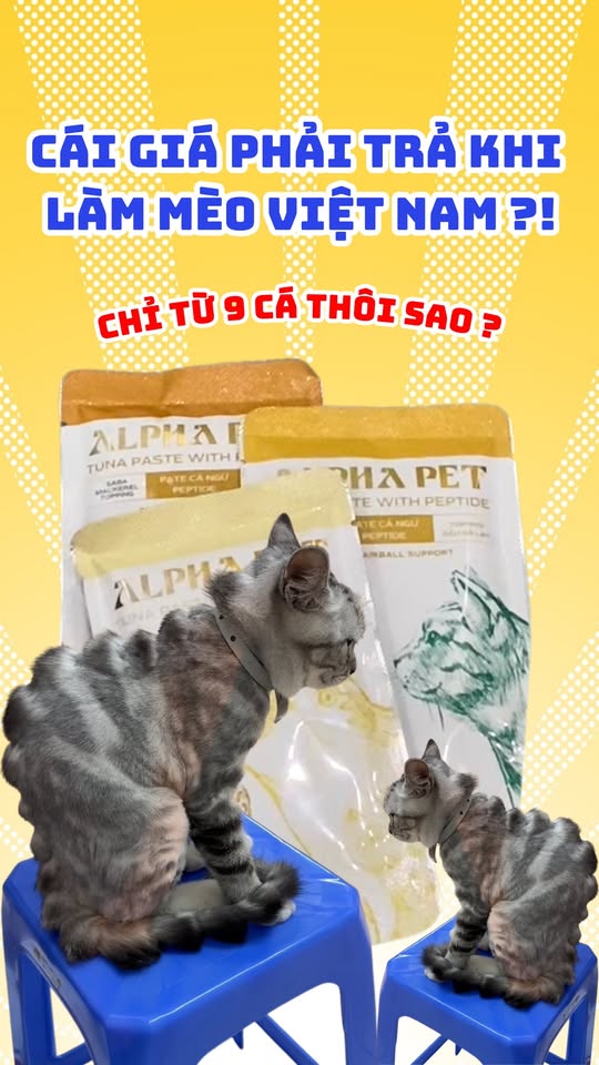 [🆕🇻🇳] Alpha Pet Vietnam – Vật phẩm dành cho thú cưng 🐶🦜 Top1Pets 🐱🐠 Cái giá phải trả khi làm mèo Tây gốc Việt Nam©Nhà của Mèo Mơ
#alphapetvietnam , shares-0✔️ , likes-49❤️️ , date-2025-12-08 02:31:34🐶🐱🇻🇳🇻🇳🇻🇳📰🆕