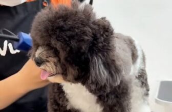 [🆕🇻🇳] VuiPet- Cung cấp dịch vụ chăm sóc thú cưng cao cấp 🐶🦜 Top1Pets 🐱🐠 Một buổi đi chơi ở VuiPet của Xù gồm những hoạt động gì nè ?#VuiPet #MuốnVuiNuôiPet #doggrooming #poolpet #hoboithucung #studiopetuinuôipet , shares-0✔️ , likes-3❤️️ , date-2025-12-10 21:57:54🐶🐱🇻🇳🇻🇳🇻🇳📰🆕