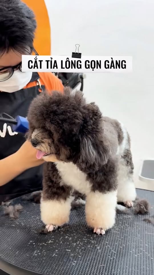 [🆕🇻🇳] VuiPet- Cung cấp dịch vụ chăm sóc thú cưng cao cấp 🐶🦜 Top1Pets 🐱🐠 Một buổi đi chơi ở VuiPet của Xù gồm những hoạt động gì nè ?#VuiPet #MuốnVuiNuôiPet #doggrooming #poolpet #hoboithucung #studiopetuinuôipet , shares-0✔️ , likes-3❤️️ , date-2025-12-10 21:57:54🐶🐱🇻🇳🇻🇳🇻🇳📰🆕