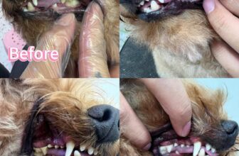 [🆕🇻🇳] Coca Pet Grooming – Chuyên tắm, cắt tỉa, vệ sinh, phụ kiện, thức ăn thú cưng 🐶🦜 Top1Pets 🐱🐠 𝐔̛𝐮 Đ𝐚̃𝐢 𝐂𝐡𝐚̆𝐦 𝐒𝐨́𝐜 𝐓𝐨𝐚̀𝐧 𝐃𝐢𝐞̣̂𝐧 𝐂𝐡𝐨 𝐓𝐡𝐮́ 𝐂𝐮̛𝐧𝐠
Giảm ngay 2⃣0⃣% khi sử dụng 2 dịch vụ 𝗦𝗣𝗔 & 𝗖𝗔̣𝗢 𝗩𝗢̂𝗜 𝗥𝗔̆𝗡𝗚 cùng lúc cho các bé.Quý khách , shares-13✔️ , likes-5❤️️ , date-2025-12-11 20:29:16🐶🐱🇻🇳🇻🇳🇻🇳📰🆕