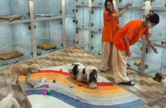 [🆕🇻🇳] Mon&Pet  🐶🦜 Top1Pets 🐱🐠  , shares-0✔️ , likes-2❤️️ , date-2025-12-11 07:25:35🐶🐱🇻🇳🇻🇳🇻🇳📰🆕