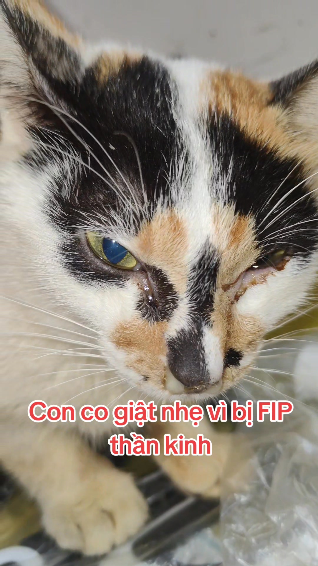 [🆕🇻🇳] Đứa Con Bốn Chân 🐶🦜 Top1Pets 🐱🐠 Con bị FIP thần kinh nên run lắc liên hồi kèm bệnh lý hô hấp…Bài flop nên chưa ai giúp Cách Cách…Bé Cách Cách đã điều trị rất lâu bữa giờ, mong đượ , shares-1✔️ , likes-52❤️️ , date-2025-12-12 04:02:50🐶🐱🇻🇳🇻🇳🇻🇳📰🆕