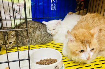 [🆕🇻🇳] Phòng Khám Thú Y Hà Đông GimoPet 🐶🦜 Top1Pets 🐱🐠 Thứ 5 nào cũng vui vẻMưa gió
=))) Hỗ trợ đưa đón các bé luôn ạ.hãy để chúng tôi chăm sóc thú cưng của bạn______________________TẠI ĐÂY CHÚNG T , shares-0✔️ , likes-5❤️️ , date-2025-12-11 17:54:58🐶🐱🇻🇳🇻🇳🇻🇳📰🆕