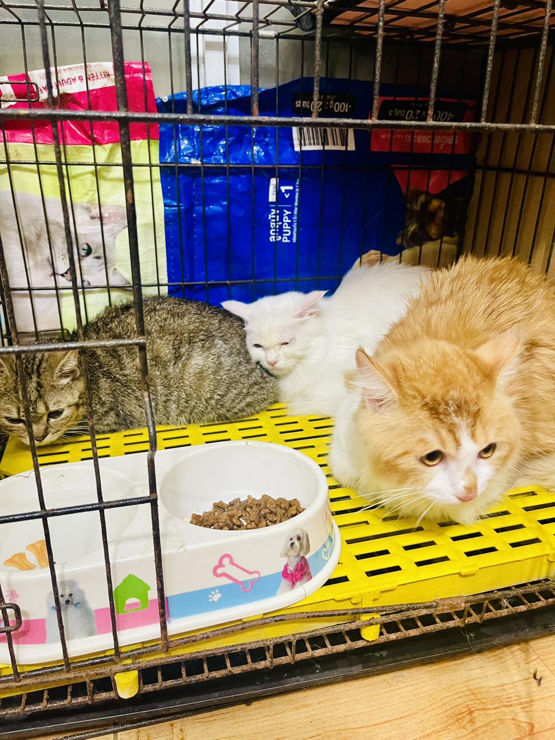 [🆕🇻🇳] Phòng Khám Thú Y Hà Đông GimoPet 🐶🦜 Top1Pets 🐱🐠 Thứ 5 nào cũng vui vẻMưa gió
=))) Hỗ trợ đưa đón các bé luôn ạ.hãy để chúng tôi chăm sóc thú cưng của bạn______________________TẠI ĐÂY CHÚNG T , shares-0✔️ , likes-5❤️️ , date-2025-12-11 17:54:58🐶🐱🇻🇳🇻🇳🇻🇳📰🆕