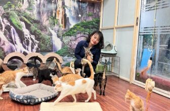 [🆕🇻🇳] Maxime Việt Nam – Pet food supplier 🐶🦜 Top1Pets 🐱🐠 Chúng mình xin gửi lời cảm ơn chân thành tới Maxime Việt Nam vì đã tiếp tục đến thăm và hỗ trợ thức ăn hạt cho các bé chó và mèo tại Nhà Chung của chúng mì , shares-1✔️ , likes-5❤️️ , date-2025-12-09 18:30:30🐶🐱🇻🇳🇻🇳🇻🇳📰🆕