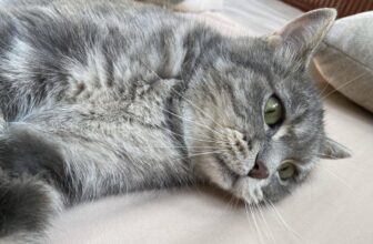 [🆕🇻🇳] BLOG CHUYÊN VĂN – Góp phần kiến tạo giờ văn hạnh phúc 📚 Top1Learn 📕 Chốn nương thân an toàn trong đờiEm Miu nhà mình có một thói quen âm thầm tới nằm kế mình, rồi im lặng mắt lim dim. Nhiều khi nằm đọc truyện bên hiên nhà , shares-9✔️ , likes-77❤️️ , date-2025-12-12 04:33:22🇻🇳🇻🇳🇻🇳📰🆕