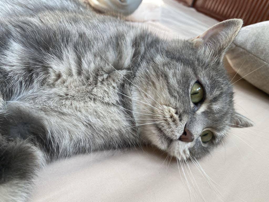 [🆕🇻🇳] Miss Face – Bán buôn , bán lẻ dụng cụ ngành nail 💅💇 Top1Makeup 💕👄   , shares-0✔️ , likes-4❤️️ , date-2025-12-12 04:01:58🇻🇳🇻🇳🇻🇳📰🆕