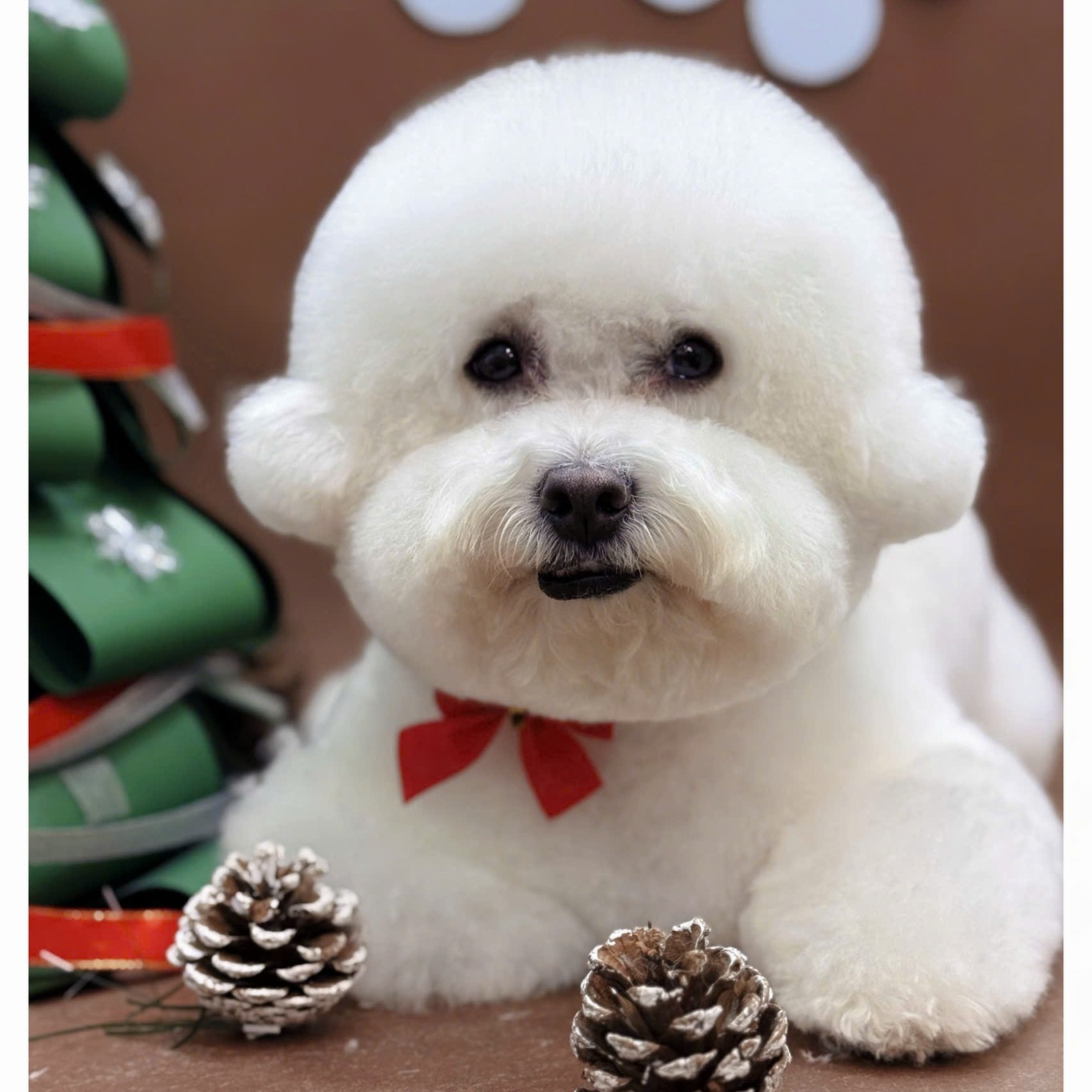 [🆕🇻🇳] LanLan Pet – Hà Nội 🐶🦜 Top1Pets 🐱🐠 Bé cún xinh xỉu sau khi spa xong 
———————————
Chi nhánh Hà Nội:
 Cơ sở 1: 52B Hàng Bún, Ba Đình, Hà Nội
 Cơ sở 2: Biệt Thự Số 38, Dãy B, Lô N.09, Khu Đô T , shares-0✔️ , likes-6❤️️ , date-2025-12-07 18:40:02🐶🐱🇻🇳🇻🇳🇻🇳📰🆕