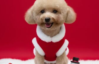 [🆕🇻🇳] Đảo Thú Cưng – Long Thành 🐶🦜 Top1Pets 🐱🐠  𝐌𝐮̀𝐚 𝐘𝐞̂𝐮 𝐧𝐡𝐚̂́𝐭 𝐭𝐫𝐨𝐧𝐠 𝐧𝐚̆𝐦 đ𝐚̃ đ𝐞̂́𝐧 !  𝐧𝐞̂𝐧 𝐞𝐦 𝐧𝐚̀𝐨 𝐧𝐡𝐢̀𝐧 𝐜𝐮̃𝐧𝐠 đ𝐚́𝐧𝐠 𝐲𝐞̂𝐮 𝐡𝐚 𝐜𝐚̉ 𝐧𝐡𝐚̀#Tắm_cắttỉa_nhuộmlông_thúcưng
𝐒𝐏𝐀 𝐓𝐇𝐔́ 𝐂𝐔̛𝐍𝐆 𝐂𝐇𝐔𝐀̂̉𝐍 𝟓 𝐒𝐀𝐎  , shares-0✔️ , likes-0❤️️ , date-2025-12-09 18:00:09🐶🐱🇻🇳🇻🇳🇻🇳📰🆕