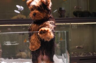 [🆕🇻🇳] AiNi Sweet Land – Pet Resort – Saigon 🐶🦜 Top1Pets 🐱🐠  𝐘𝐎𝐑𝐊𝐒𝐇𝐈𝐑𝐄 𝐓𝐄𝐑𝐑𝐈𝐄𝐑
#Yorkie từng được nuôi để bắt chuột trong các hầm mỏ – vì vậy dù nhỏ nhưng rất nhanh và linh hoạt.•Kích thước siêu nhỏ: Thông thường 1 , shares-0✔️ , likes-2❤️️ , date-2025-12-10 19:20:38🐶🐱🇻🇳🇻🇳🇻🇳📰🆕