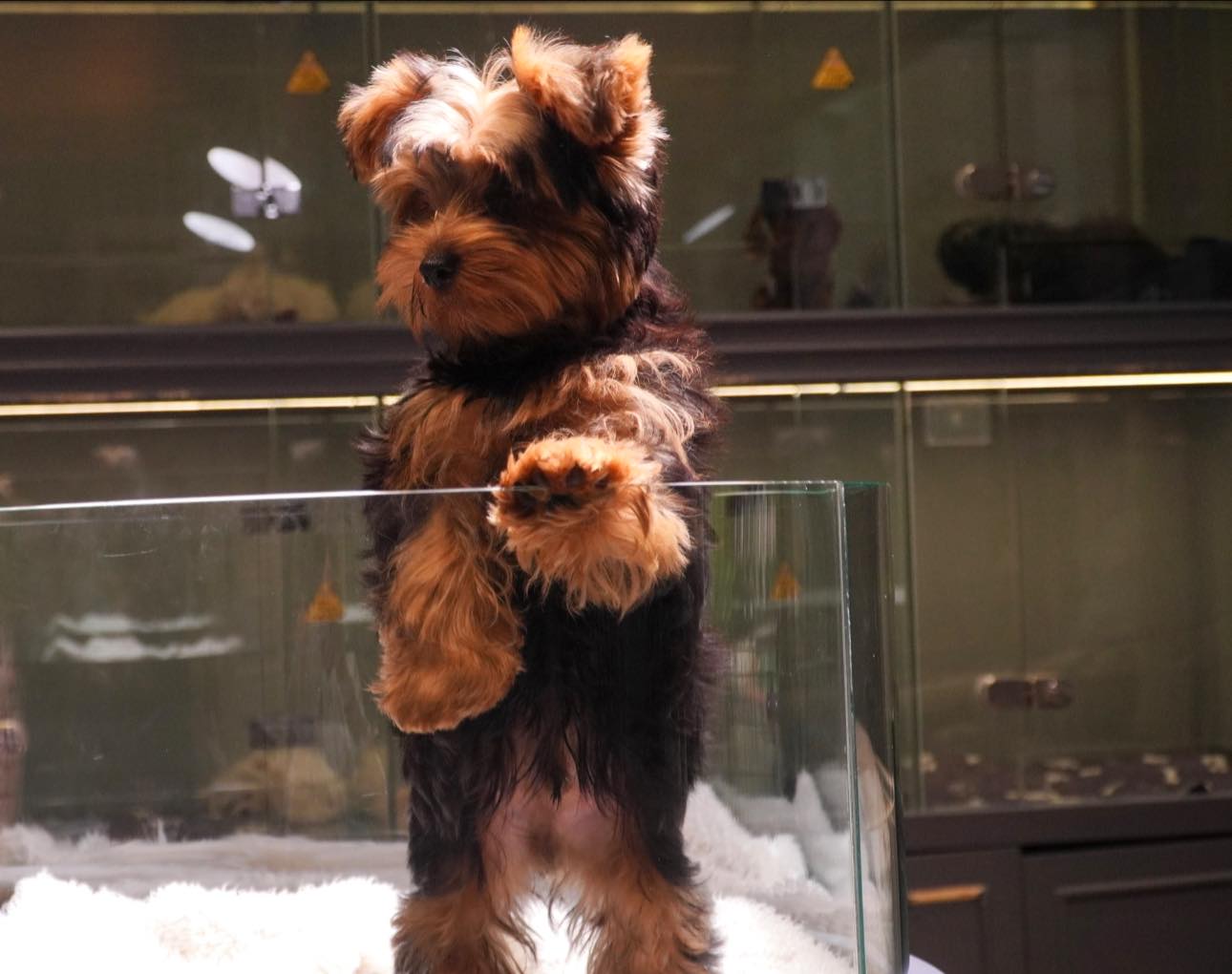 [🆕🇻🇳] AiNi Sweet Land – Pet Resort – Saigon 🐶🦜 Top1Pets 🐱🐠  𝐘𝐎𝐑𝐊𝐒𝐇𝐈𝐑𝐄 𝐓𝐄𝐑𝐑𝐈𝐄𝐑
#Yorkie từng được nuôi để bắt chuột trong các hầm mỏ – vì vậy dù nhỏ nhưng rất nhanh và linh hoạt.•Kích thước siêu nhỏ: Thông thường 1 , shares-0✔️ , likes-2❤️️ , date-2025-12-10 19:20:38🐶🐱🇻🇳🇻🇳🇻🇳📰🆕