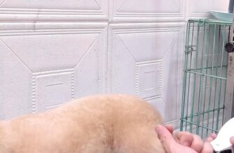 [🆕🇻🇳] Pet Sky – Spa & Hotel 🐶🦜 Top1Pets 🐱🐠 Tắm sấy thì cũng lâu lâu nên phải tua và cắt bớt cho mẹ xem các em tắm nha …
Ba mẹ muốn thơm lông , muốn sây nhanh khô thì xem link e để dưới nha …
Hoặc b , shares-0✔️ , likes-0❤️️ , date-2025-12-11 21:02:11🐶🐱🇻🇳🇻🇳🇻🇳📰🆕