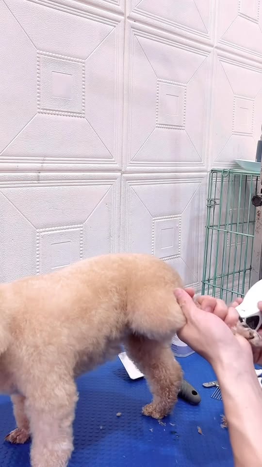 [🆕🇻🇳] Pet Sky – Spa & Hotel 🐶🦜 Top1Pets 🐱🐠 Tắm sấy thì cũng lâu lâu nên phải tua và cắt bớt cho mẹ xem các em tắm nha …
Ba mẹ muốn thơm lông , muốn sây nhanh khô thì xem link e để dưới nha …
Hoặc b , shares-0✔️ , likes-0❤️️ , date-2025-12-11 21:02:11🐶🐱🇻🇳🇻🇳🇻🇳📰🆕