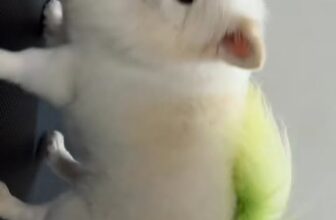 [🆕🇻🇳] Luxury Pet Shop – Luxury Pet Grooming Academy 🐶🦜 Top1Pets 🐱🐠 Pikachuuuuuu________________
Luxury Pet Shop
Hotline: 05678.4.8686_058.444.8686
Address: 53 Đội Cung – Đông Thọ – Tp Thanh Hoá
Time: 8h-22h#Petsho , shares-0✔️ , likes-2❤️️ , date-2025-12-09 21:09:19🐶🐱🇻🇳🇻🇳🇻🇳📰🆕