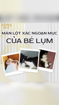 [🆕🇻🇳] The Pet – NHÃN HIỆU PATE TƯƠI CHO THÚ CƯNG HÀNG ĐẦU VIỆT NAM 🐶🦜 Top1Pets 🐱🐠 Thương em 
 , shares-0✔️ , likes-2❤️️ , date-2025-12-19 20:51:18🐶🐱🇻🇳🇻🇳🇻🇳📰🆕