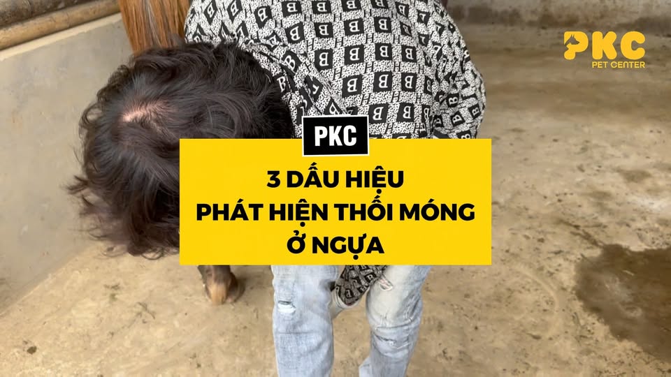 [🆕🇻🇳] PKC Pet Center – Phòng khám thú y PKC Pet Center thuộc Trung tâm dịch vụ thú cưng PKC Pet Center 🐶🦜 Top1Pets 🐱🐠  THỐI MÓNG Ở NGỰA – PHÁT HIỆN MUỘN CÓ THỂ KHIẾN NGỰA ĐI KHẬP KHIỄNG HÀNG THÁNG

Nhiều người chăm ngựa chỉ chú ý đến dáng đi mà bỏ qua những thay đổi rất nh , shares-0✔️ , likes-4❤️️ , date-2025-12-23 18:00:00🐶🐱🇻🇳🇻🇳🇻🇳📰🆕